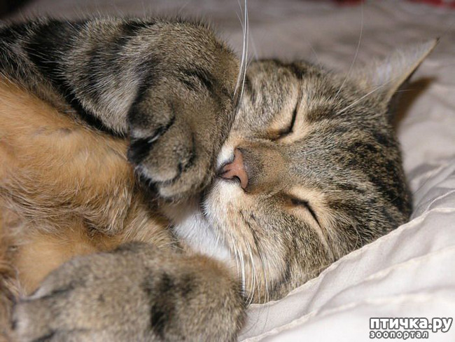 ���� 39: ��� ���, �������!!!