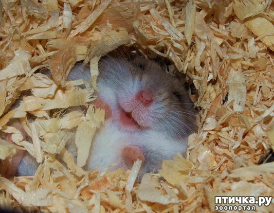 ���� 4: ������� ���