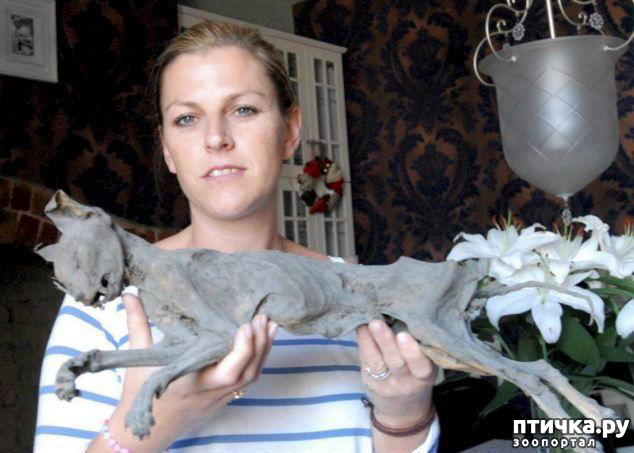 ���� 36: ���������� �����