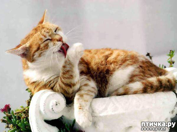 ���� 39: ���������� �����