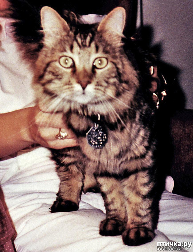 ���� 40: ���������� �����