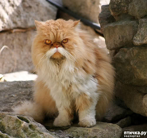 ���� 42: ���������� �����