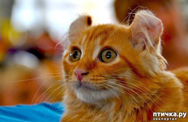 ���� 21: ���������� �����