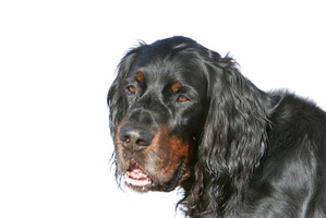 ����: ����������� ������.