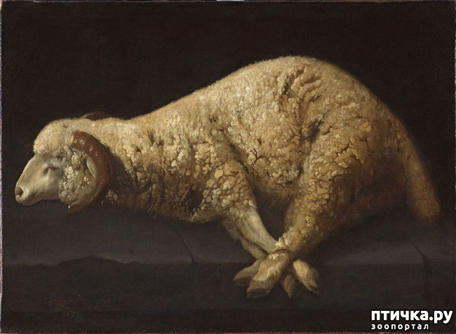 ���� 14: �����