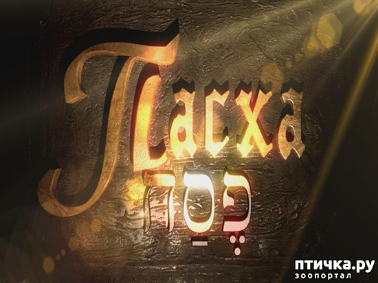 ���� 17: �����