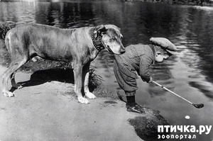 фотография: Настоящий друг фото: Настоящий друг