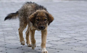 фотография: Брошенная собака фото: Брошенная собака
