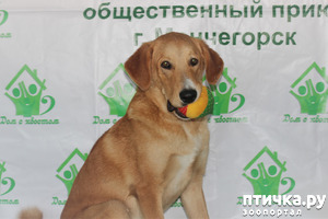 фотография: Нет в мире доктора волшебнее собаки. фото: Нет в мире доктора волшебнее собаки.