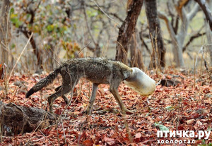 фотография: Волк с банкой на голове чудом был спасён фото: Волк с банкой на голове чудом был спасён
