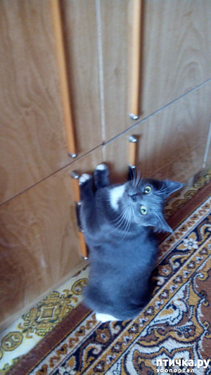 ����: ���������� ��� ������-�����������?