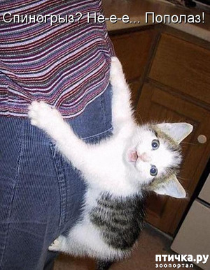 ����: � ���������� � ������������� �����)