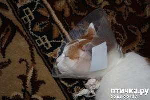 ����: ����� ����