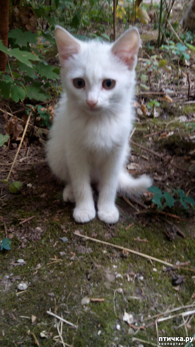 фото 1: Еще одному беленькому котенку повезло!