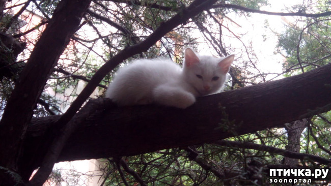 фото 9: Еще одному беленькому котенку повезло!