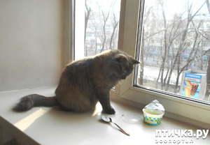 ����: ������� ���������