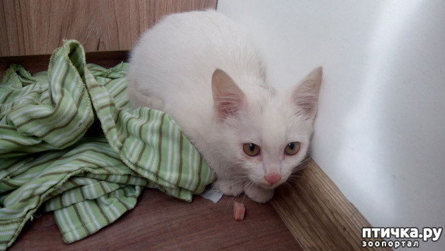 фото 14: Еще одному беленькому котенку повезло!