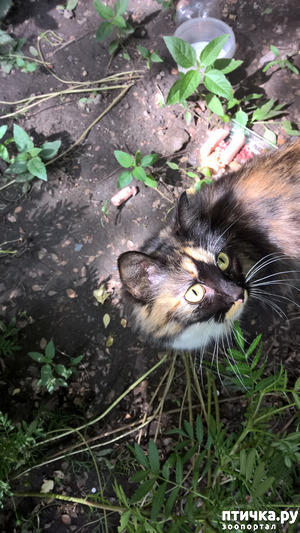 ����: ������� ���������