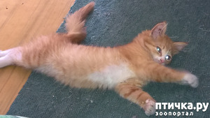 ����: ��������