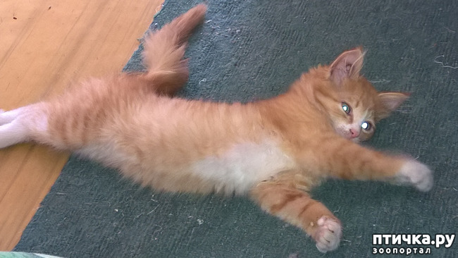 ���� 1: ��������