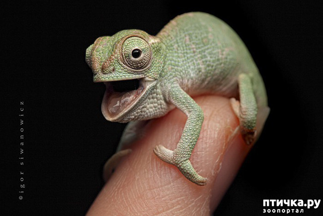 ���� 3: ���������