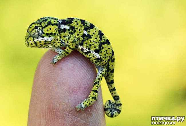 ���� 8: ���������