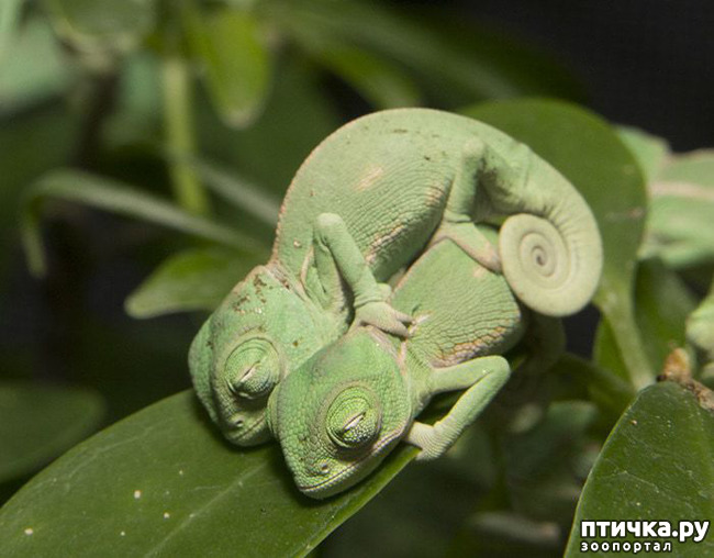 ���� 9: ���������