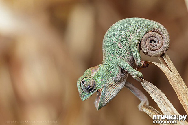 ���� 5: ���������