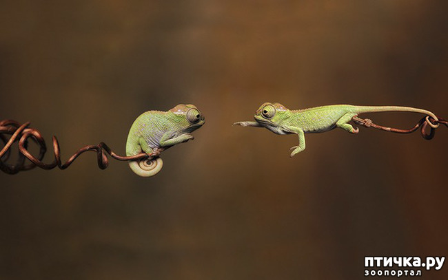 ���� 1: ���������