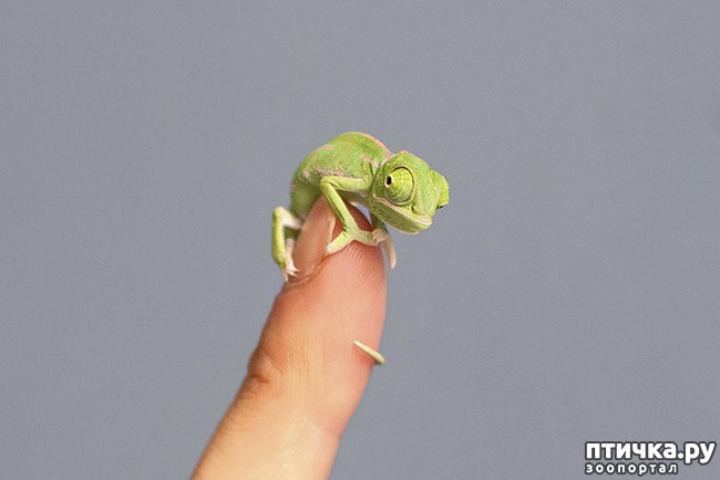 ���� 11: ���������