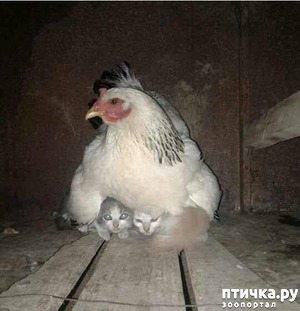 ����: ������ �������� ������� ����)))