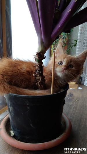 ����: ��� ������� ��� �����