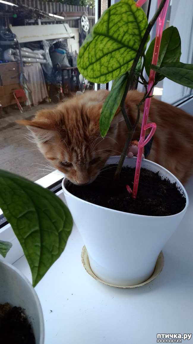 ���� 3: ��� ������� ��� �����