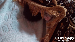 ����: ���, ���, ���, ������, ���� - ������� ���� ������!