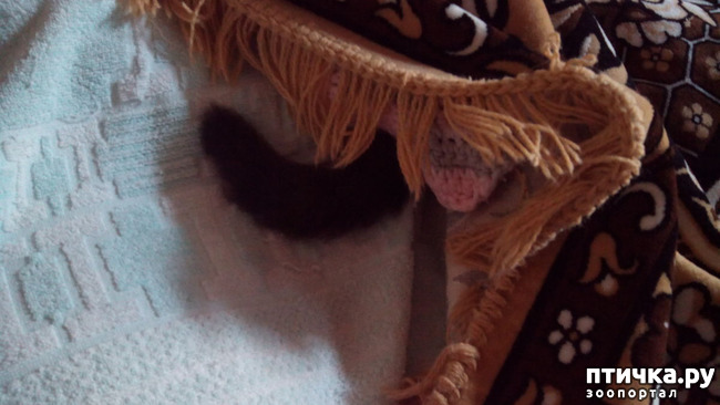 ���� 2: ���, ���, ���, ������, ���� - ������� ���� ������!