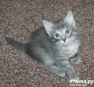 ����: ����� �����