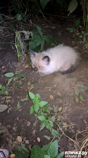 ����: �����