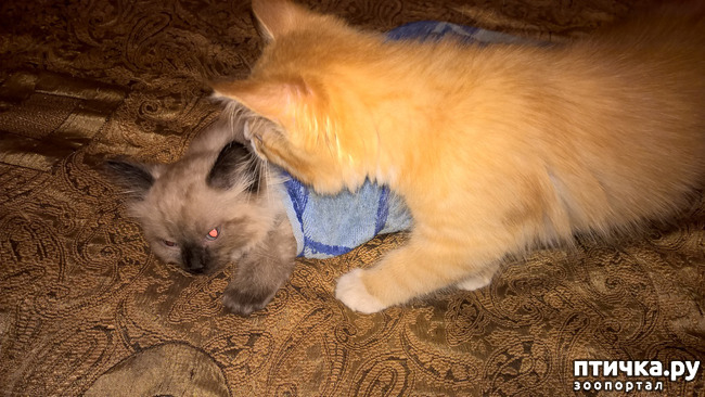 ���� 7: �����