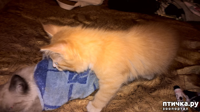 ���� 6: �����