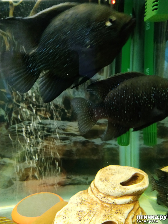 ���� 2: ��������� 2 ��� ����� �� ����� �������