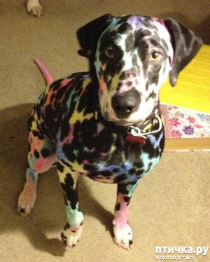 ����: ���� ����. ������������.