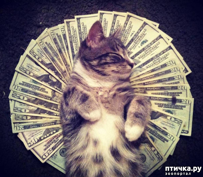 ���� 2: ����������)))