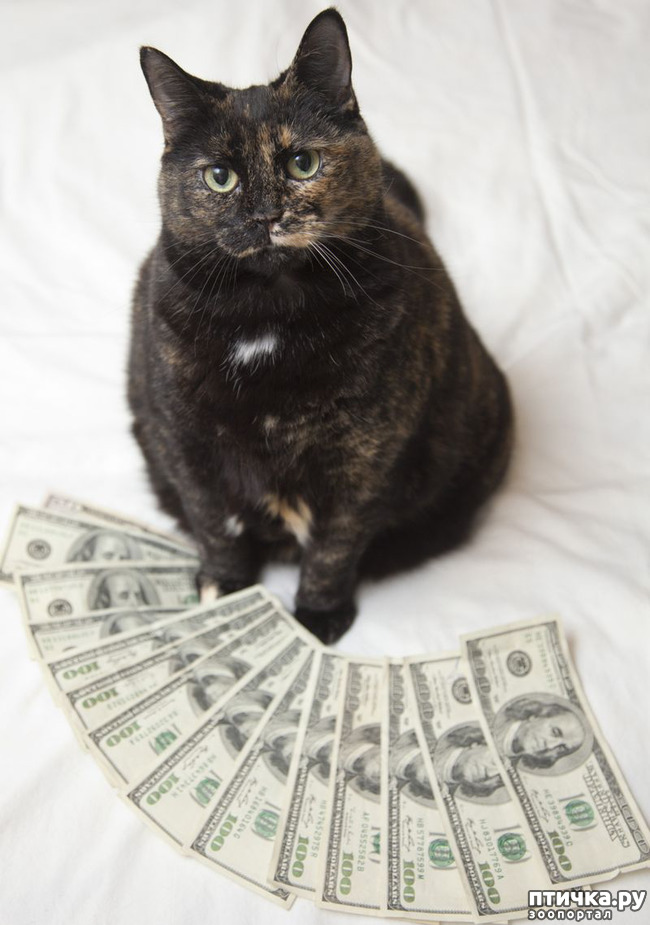 ���� 3: ����������)))