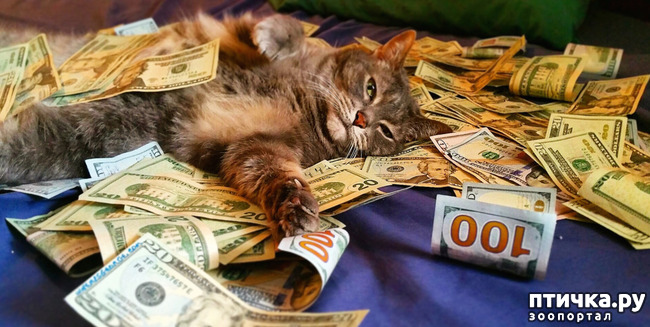 ���� 8: ����������)))