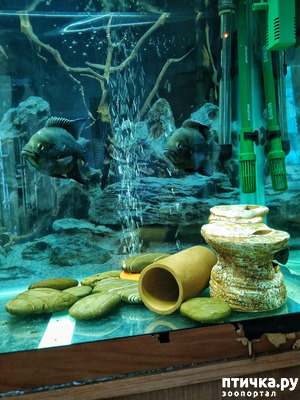 ����: ������� ��� ������������ ����