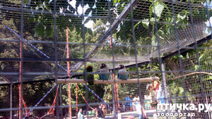 фотография: Неразлучники фото: Неразлучники