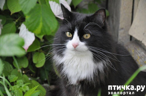 фотография: Как кот заставил своего хозяина бросить пить. Реальная история от Юрия Куклачева) фото: Как кот заставил своего хозяина бросить пить. Реальная история от Юрия Куклачева)