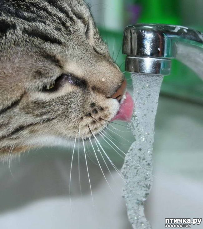 фото 16: Классификация котов и кошек по их любви к воде))