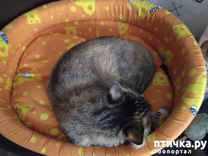 фотография: Продолжаю тему сонных котикоффф. фото: Продолжаю тему сонных котикоффф.