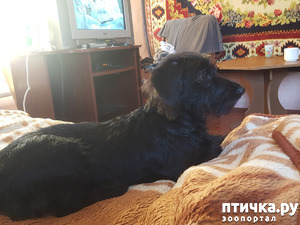 фотография: Не можем понять что за порода.! фото: Не можем понять что за порода.!